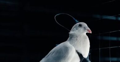 Biodrones: Rússia apresenta pombos com chip cerebral remoto