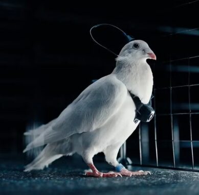 Empresa russa diz ter criado ‘biodrones’ com pombos controlados por chip cerebral; veja como funciona